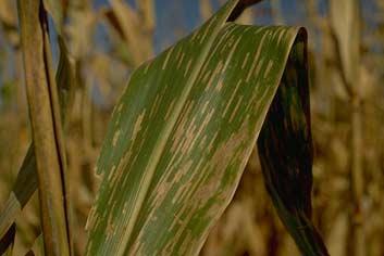 Generally, if foliage diseases do not become established until well after tasseling, yield losses are minimal.