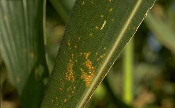 the development of common rust. Younger leaf tissue is more susceptible to infection than is older, mature leaf tissue.