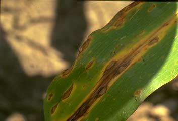 It is possible to see the setae on infected plant material in the field if a hand lens is used. Anthracnose tends to be most common early in the season on the lower leaves of young corn plants.