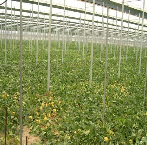 Use of grafting in Spain Melon Monosporascus or MNSV