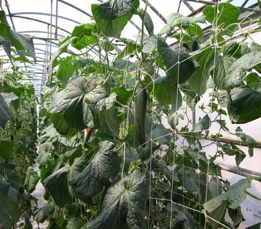 Conditions under which grafting cucumber is of interest In intensive farming Soil infected with Fusarium wilt or Phomopsis