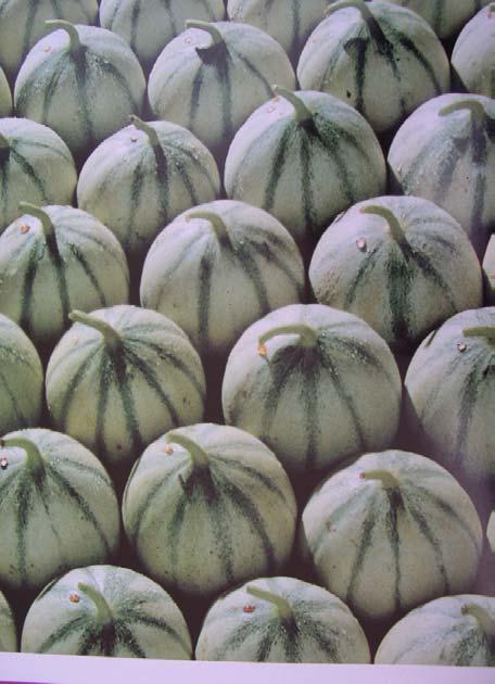 Use of grafting in France Melon Fusarium oxysporum melonis C.maxima x C.