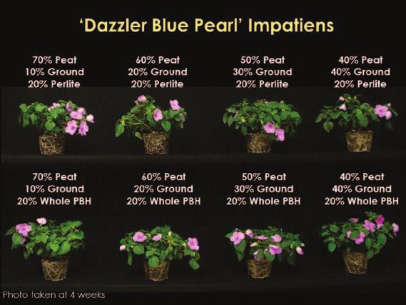 A Growing Line Of Better PGRs Same active ingredient as ARest Production Media whole or ground PBH or perlite) for celosia, impatiens or marigold.