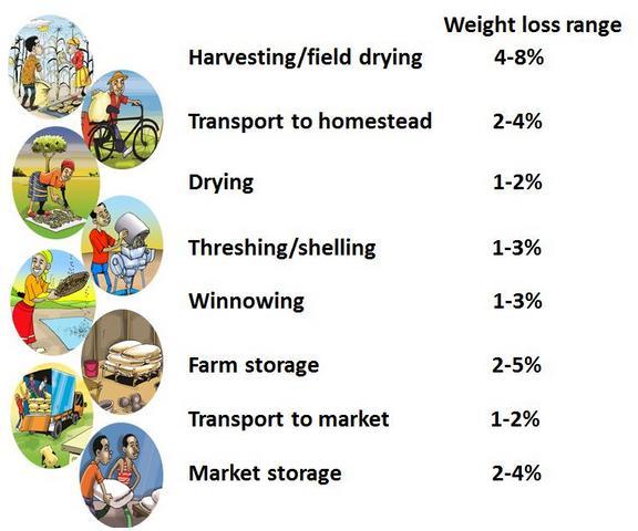 4 Post-harvest losses In developing countries, where nearly 65% of lost food occurs at the production, processing and postharvest stages.