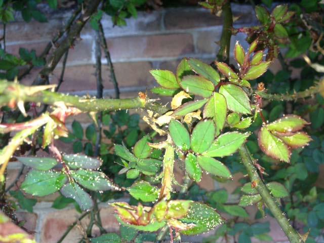 Rich Anacker found them on Knock Out roses in Baltimore on March 28 and Beth Clark, Bob Jackson Landscapes, Inc.