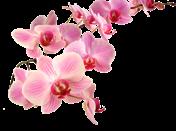 Orchid Society We would like to