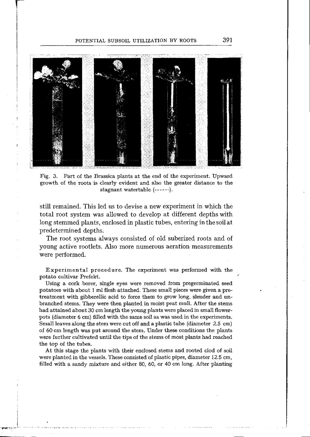 PTENTIAL SUBSIL UTILIZATIN BY RTS 391 Fig. 3. Prt of the Brssic plnts t the endof the experiment. Upwrd growth of the roots is clerly evident nd lso the greter distnce to the stgnnt wtertble ( ).