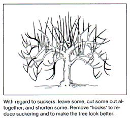 When dealing with suckers on your fruit tree, remember to cut some out altogether; leave some alone (don't cut off the tips), since they will flower and fruit