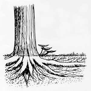Any Signs of Root Decay? Root decay is often insidious and difficult to detect. Noted tree expert Dr. Alex L. Shigo calls the organisms that cause root problems "the sneaky fungi.