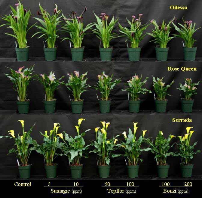 Figure 10. Effects of 60 minute preplant tuber soaks on calla lily growth and development of cultivars Odessa, Rose Queen, and Serrada.