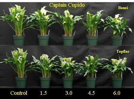 Figure 1. Media drench effects on calla lily growth and development for cultivar Captain Cupido.