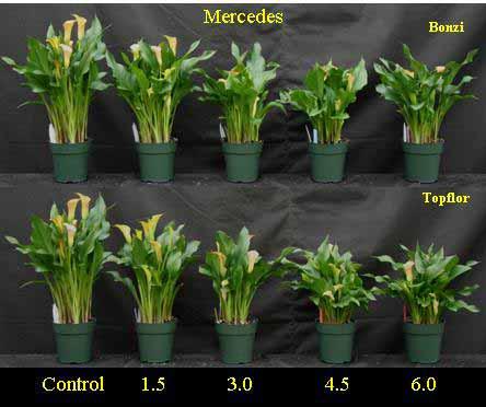 Figure 5. Media drench effects on calla lily growth and development for cultivar Mercede.