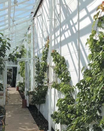 10 A VICTORIAN GLASSHOUSE TO STAND THE TEST OF TIME.
