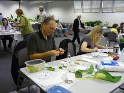 Throughout the judging period, the judges would stop and explain why certain leaves were graded higher than others. In this case, Phyllis displays a leaf that is of the correct size and coloring.