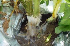 plants Southern Blight Cause: Sclerotium rolfsii Hosts Most herbaceous annuals and perennials Most vegetables Some woody ornamentals