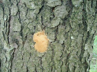 Cherry leaf spot disease is causing infected cherry trees to drop foliage early this year Photo: David Keane, Howard County Recreation and Parks Gypsy Moth Wayne Noll, City of Rockville, reported