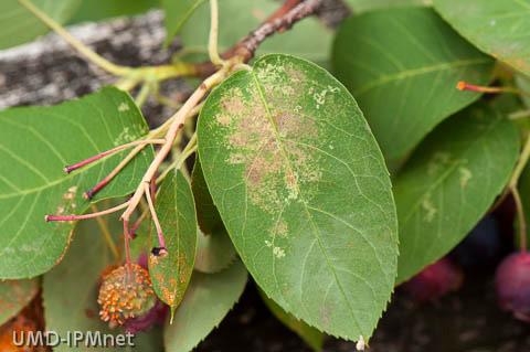 Amelanchier Lace Bug John Speaker, IPM Scout, is finding the second generation of lace bugs active in Derwood this week. Monitoring: Look for nymphs and adults on the undersides of foliage.