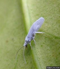 of lacewings and antlions Dustywings are predatory insects that are in the order Neuroptera, which are known as net-winged insects due to the abundant venation in their wings.