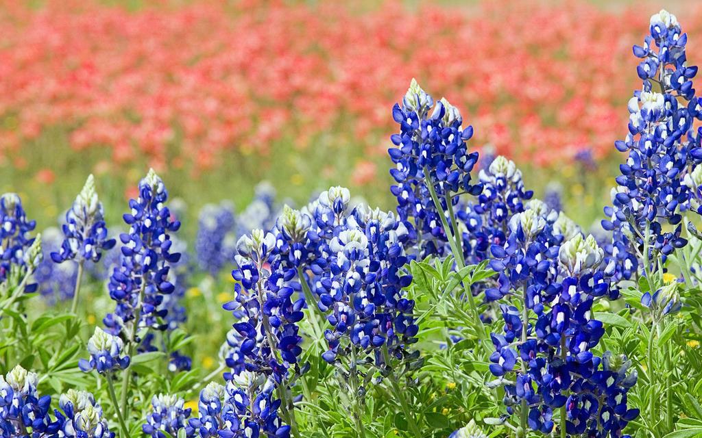 Texas Bluebonnet and Wildflower Routes South and East of San