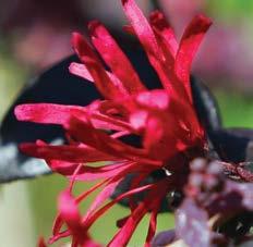 Ever Red Loropetalum Reddest blooms ever seen on a loropetalum