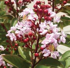 Crapemyrtles will be ready to shine.