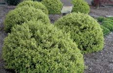 Vibrant evergreen foliage Dwarf mounded habit Extreme heat & cold
