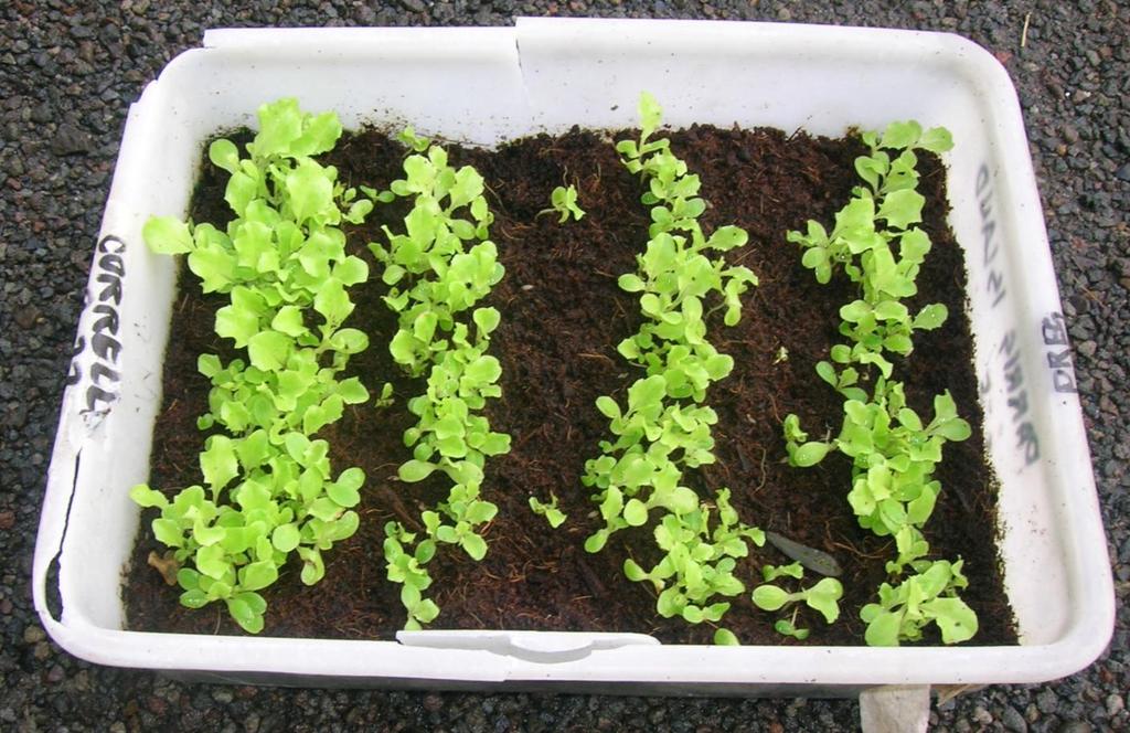 Ten- to 15-day old seedlings ready