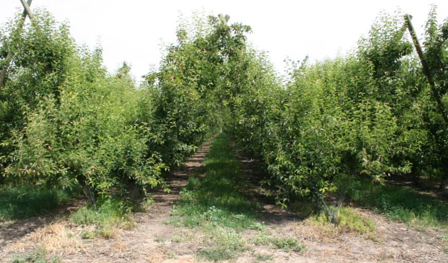 Orchards 