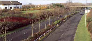 Derbyshire Urban planting: Milton Keynes More formal planting, using robust ornamental species tolerant