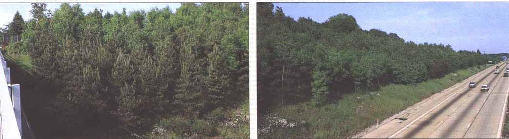 Commercial forestry objectives are not appropriate. Native trees and shrubs should generally be used. 7.