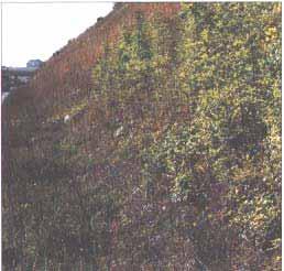 cover is required. 11.5 HYDROSEEDING Hydroseeding is widely used to establish good grass cover.