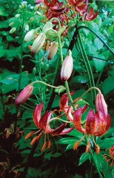 Early on, when my tiger lilies were about 145cm high, I noticed black, soft, rotten leaves near their growing tips.