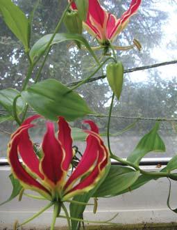 Gloriosa superba Rothschildiana *. The climbing, glory or flame lily breaks all the rules but if you have a conservatory, give it a go!