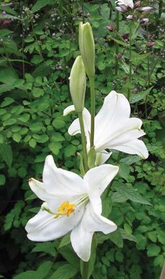 It is the only lily that should be planted at surface level where it develops a rosette of leaves on top of the bulb in the autumn.