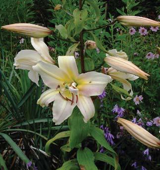 It clumps up, does well in shade but is finer in sun. My favourite. 1 August L. henryi is a very healthy, long-lived lily, which builds up into huge clumps. Height 180 210cm.