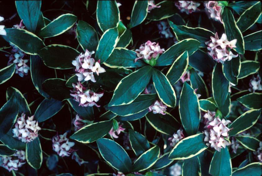 Shrubs-shade Daphne odora Aureomarginata HIGHLY