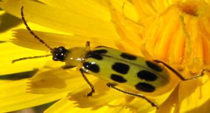 Are there any insects feeding on your plants like cucumber or Colorado potato beetles?