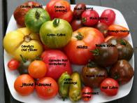 Tomato Terms Determinate varieties bear heavily