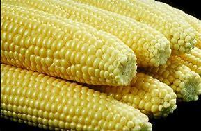 Cross-pollination with field corn