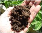 Nitrogen greening, pushes vegetative growth