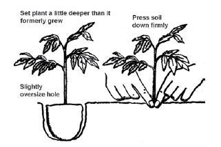 slightly deeper than the root ball to keep plants from drying out Planting Depth