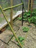 Increases production in small gardens by maximizing space Some plants will twine onto