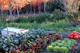 in cool conditions Fall Vegetable Gardening Count back from the last frost date Wasatch Front