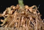 TSWV Tomato Spotted Wilt Virus Mechanical Controls Removal of