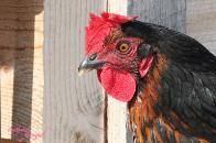 Poultry can help control insects Chemical Controls Should be used