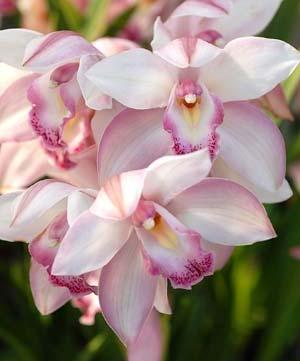 Deep South Orchid Society Newsletter April 2017 - Page 3 Orchid Care for March & April Cattleya Although March is, in many parts of the country, still a cold and blustery month, the lengthening days
