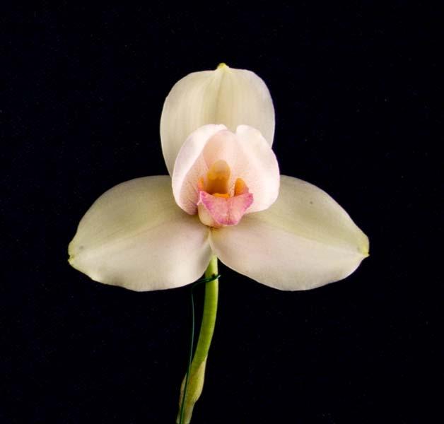 Deep South Orchid Society Newsletter April 2017 - Page 5 Our Own Jaime Yu takes GOLD On March 18, 2017, Jaime Yu won two AOS awards for his Lycaste orchids.