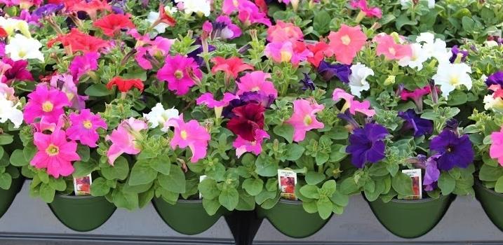 Use in other crop: Petunia Spring bedding / 4 inch crops: Not