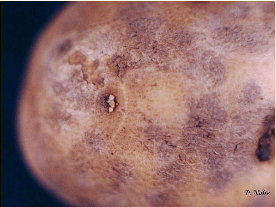 Figure 2: The surface of active lesions may appear sooty due to abundant spore production by the fungus. Spores produced on the tuber surface are dislodged during tuber handling and become airborne.