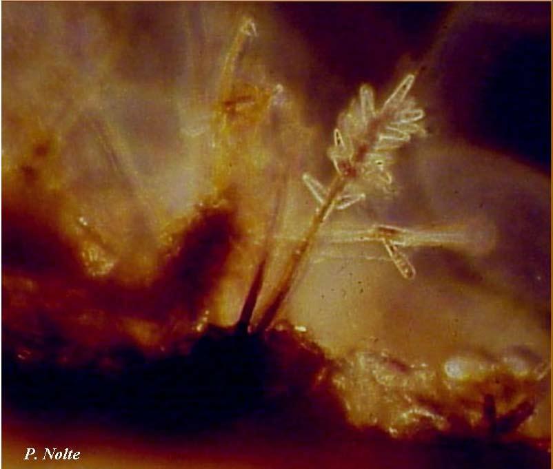Figure 3: Characteristic spore-producing structures of the silver scurf fungus, as seen here under the microscope, are sometimes described as miniature Christmas trees.